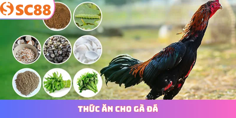 thức ăn cho gà đá
